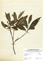 藏品(深山野牡丹)的圖片